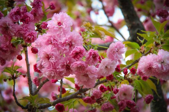 Den Japanske Mønts Museum